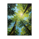 Sunlit Autumn Serenity #CDFB00377